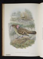 Monograph of the Paradiseidae, 1:143