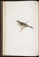 Corn Bunting plate 171