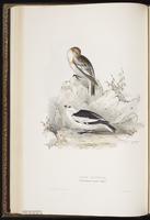 Snow Bunting, bruant des neiges plate 170