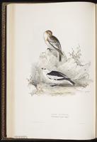 Snow Bunting, bruant des neiges plate 170