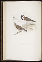 Lapland Longspur, bruant lapon, Escribano ártico plate 169