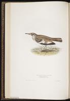 Greater Hoopoe-Lark plate 168