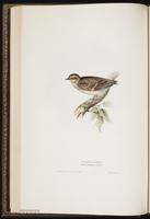 Woodlark plate 167