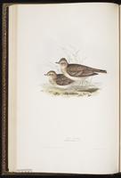 Eurasian Skylark, Sky Lark plate 166