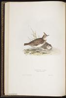 Crested Lark plate 165