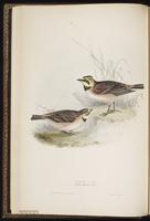 Horned Lark, Alondra cornuda, alouette hausse-col plate 164