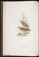 Greater Short-toed Lark plate 163