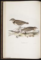 Calandra Lark plate 162