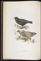 Black Lark plate 161