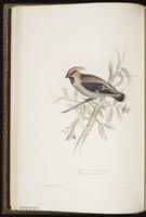 Bohemian Waxwing, jaseur boréal plate 160