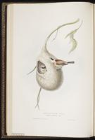 Eurasian Penduline Tit plate 159