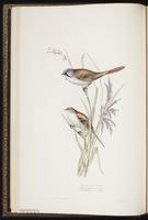 Bearded Reedling plate 158