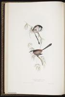 Long-tailed Bushtit plate 157