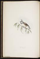 European Crested Tit plate 156