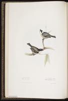 Coal Tit plate 155