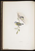 Blue Tit plate 154