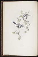 Azure Tit plate 153