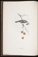 Tufted Titmouse plate 152
