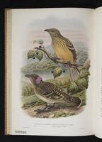 Monograph of the Paradiseidae, 1:135