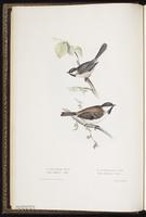 Sombre Tit plate 151