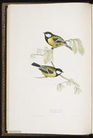 Great Tit plate 150