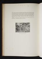 Monograph of the Paradiseidae, 1:133