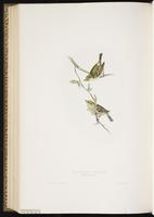 Goldcrest plate 149
