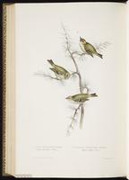 Firecrest plate 148