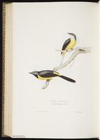 Gray Wagtail, Grey Wagtail plate 147
