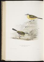 Western Yellow Wagtail, Yellow Wagtai plate 146