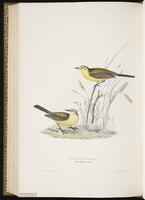 Western Yellow Wagtail, Yellow Wagtai plate 145