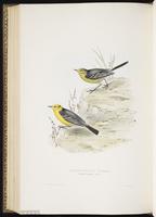 Citrine Wagtail plate 144