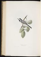 White Wagtail, Lavandera blanca plate 143