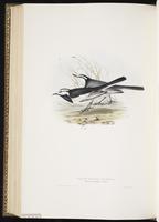 White Wagtail, Lavandera blanca plate 142
