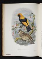 Monograph of the Paradiseidae, 1:129