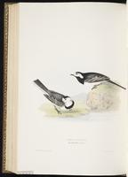 White Wagtail, Lavandera blanca plate 141