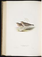 Red-throated Pipit, Bisbita garganta roja plate 140