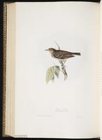 Brown Tree-Pipit, Tree Pipit plate 139