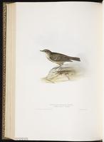 Water Pipit plate 138
