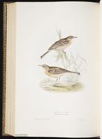 Nilgiri Pipit plate 137