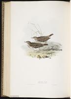 Meadow Pipit plate 136