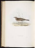 Richard's Pipit plate 135