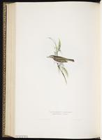 Western Bonelli's Warbler plate 134