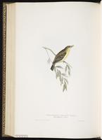 Melodious Warbler plate 133