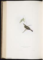 Icterine Warbler plate 132