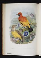 Monograph of the Paradiseidae, 1:125