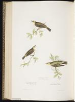 Willow Warbler plate 131