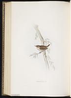 Dunlin, Bécasseau variable, Playero dorso rojo plate 130
