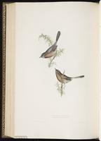 Dartford Warbler plate 129
