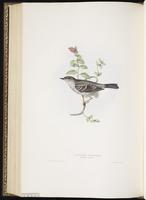 Barred Warbler plate 128
